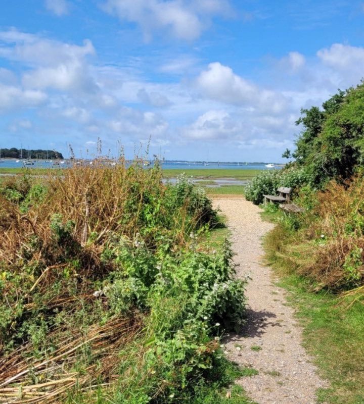 a path leading through shrubland and wild grass fading into a blue sky with fluffy white clouds