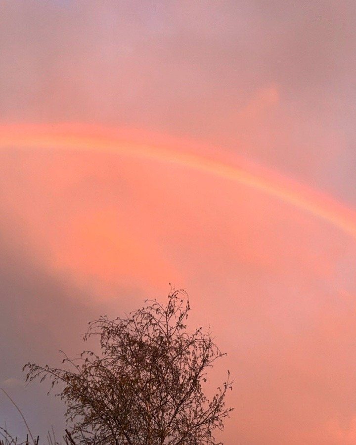 A rainbow cutting through pink clouds at sunset with a tree silhouette in the foreground at the bottom of the photo