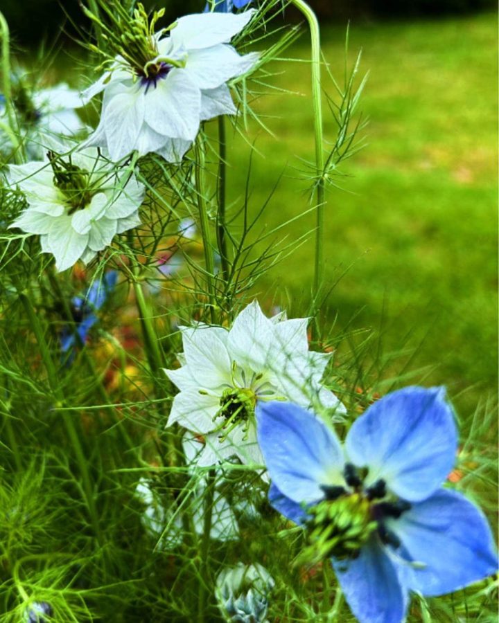 blue and white love in the mist flowers with a background of green grass
