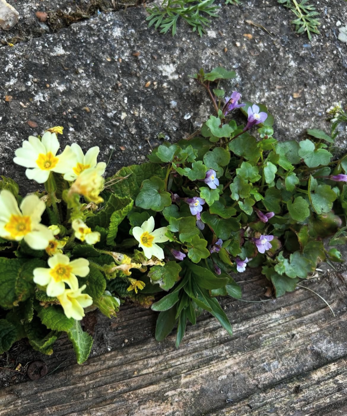 What Does it Look Like to Bloom Where You’re Planted - Salt Blog