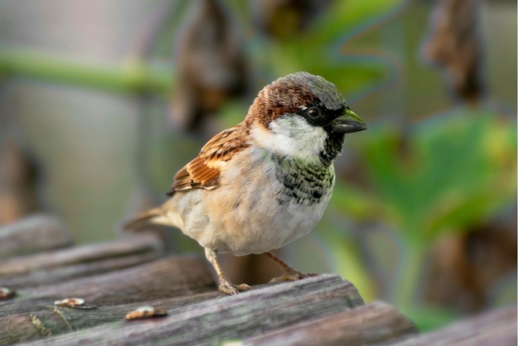 A sparrow sitting on some wooden steps in the foreground with blurred foliage in the background